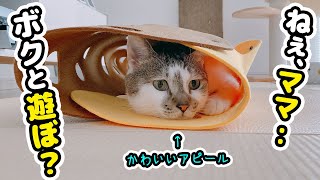 遊んでほしくてママに一生懸命アピールする愛猫が可愛すぎた