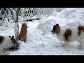 大雪のあと（庭で遊ぶワンコたち）