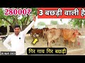 28000₹ क़ीमत 3 बछड़ी वाली गाय 👍 पाकिस्तान बॉर्डर से 30 मीटर पास से गाय लाएं हैं। sahiwal Farm Talk