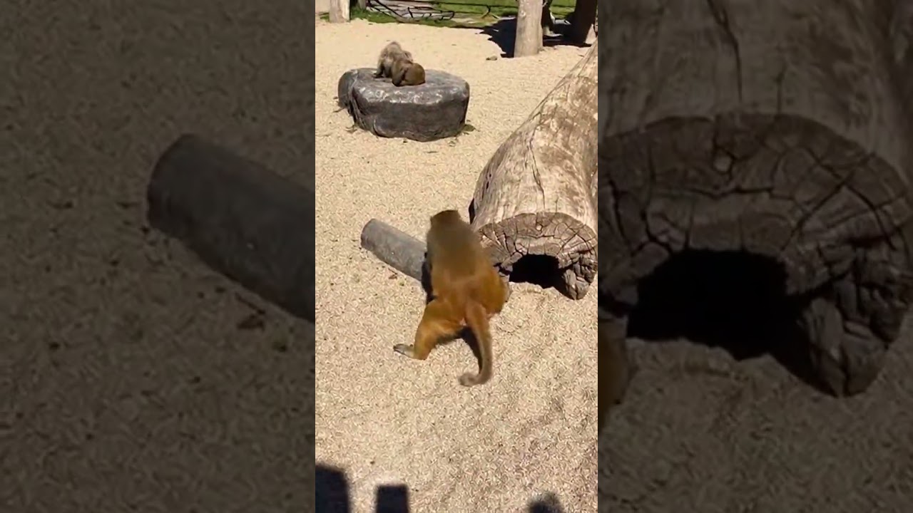 👉 “Zoo Animals You’ll Never Forget 🐾❤️