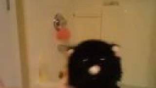 Webkinz Daredevil Stunts!
