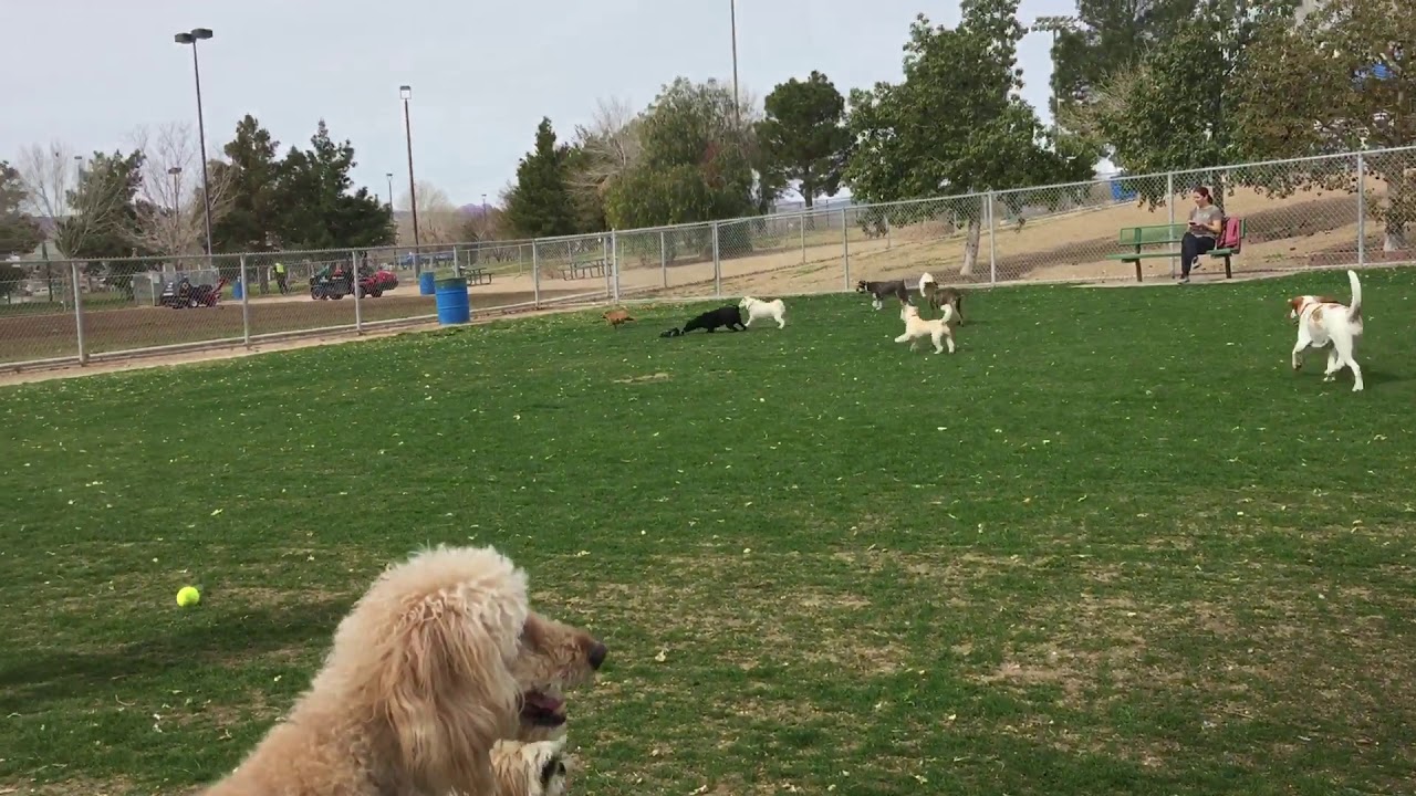 Remote control car at the dog park YouTube