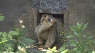 A new addition to Biopark! The Himalayan marmot, a hot topic on social media!