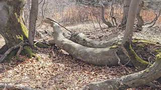 Forest walk 2 - Velka Fatra, National Park, Slovakia, April 2024