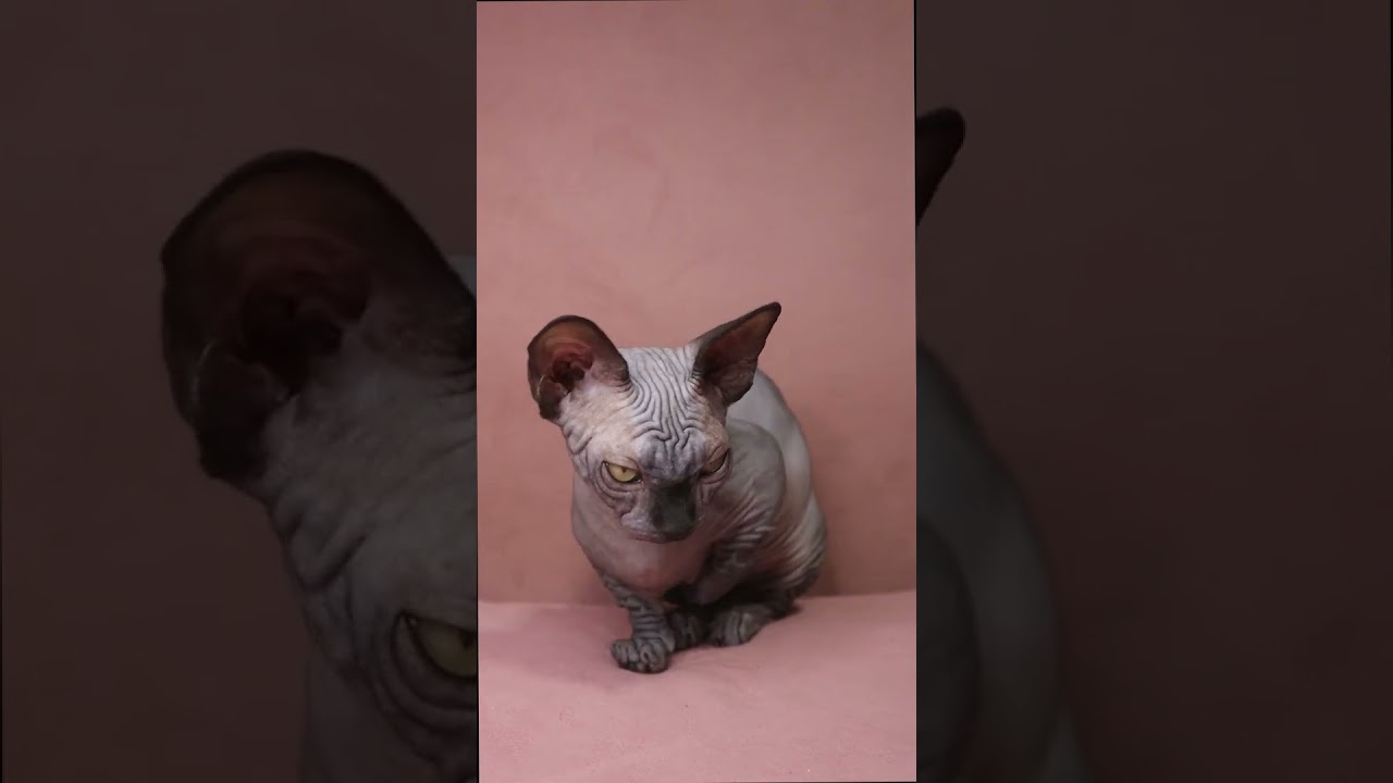 Meet Margie: Female Black Bambino Cat - Adopt Now! | Purebred Kitties | 