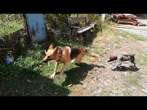 გერმანული ნაგაზი და კურცხალი