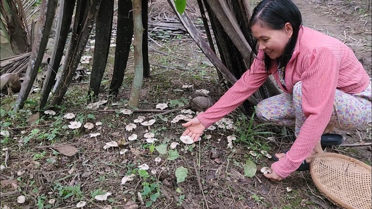 Quá May Mắn Khi Ra Vườn Phát Hiện Ổ Nấm Mối Trái Mùa Thấy Mà Ham | TKQ & Family T 2196