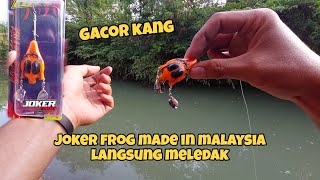 LANGSUNG STRIKE BABON‼️Casting gabus pakai lure joker frog malaysia langsung amis || IROLY ZION