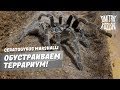 Обустройство террариума для паука Ceratogyrus marshalli