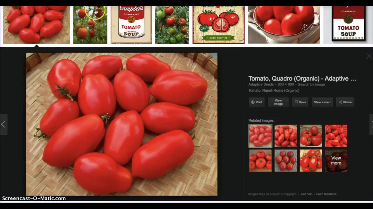 Growing short season tomatoes in a Northern climate (Finland) YouTube