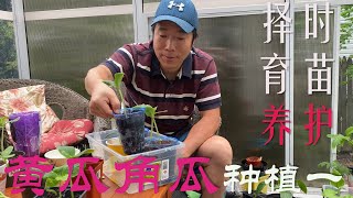 【渔耕笔记】种黄瓜 西葫芦种植 |  育苗及苗期养护