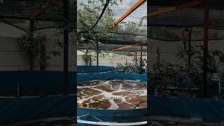 Ring blower: Solusi efisien untuk aerasi kolam ikan! Cek kapasitas dan jumlah titik aerasinya!
