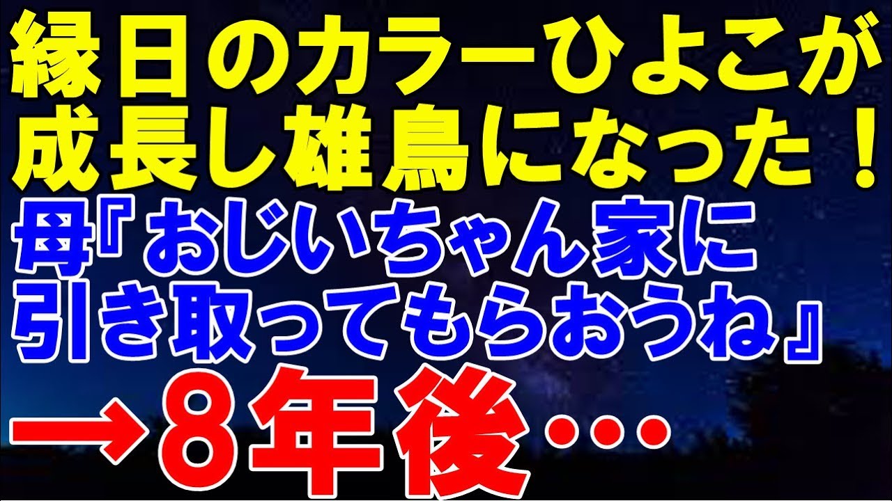 カラーひよこは現在売られている 寿命や値段は 作り方が残酷 Carat Woman