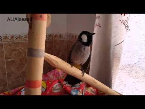 Bulbul Bird Sings Nokia Tone 