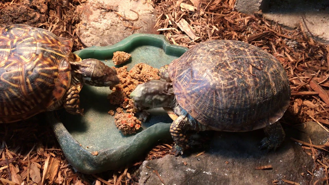 diamondbacks manager Feeding BYT Turtle Paste and hanging with some of the iguanas
