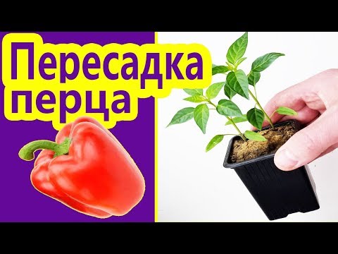 Video: Växande Peppar