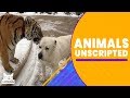 Animals Unscripted | The Pet Collective