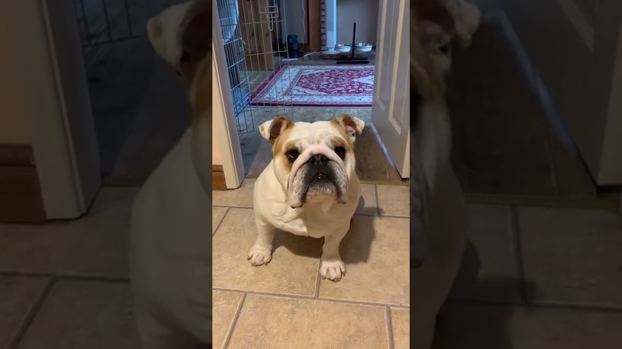 Funniest Winston Churchill quote | YOUR UGLY 🎩🚬🎩🥃