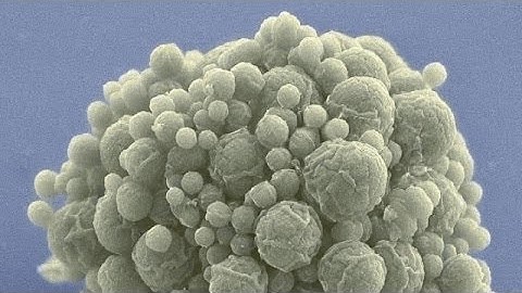 Synthetic Life Has Been Streamlined And Is Ready To Be Put To Work - Newsy