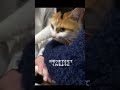 2ヶ月前まで野良猫だったミケちゃん #shorts