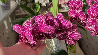 Орхидея Дикий Кот🔥🔥🔥 Пышное, потрясающее домашнее цветение Phal. Wild Cat🐆