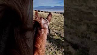 Antalope Island Buffalo Roundup 2025 - Full Video Coming Soon
