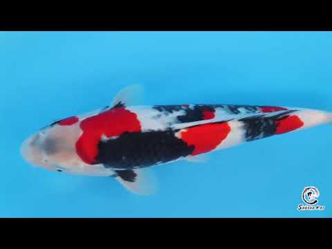 Showa - SK-ISA28