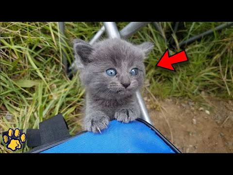 Video: Kaip traukti katę