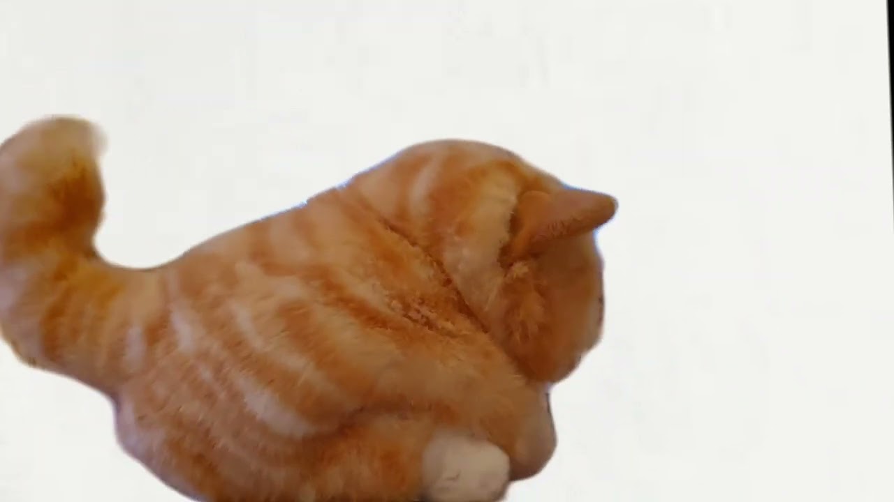 Funny Cats Ignoring Human Responsibilities