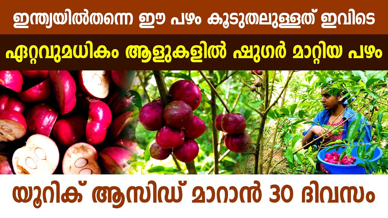 ഷു​ഗറും, യൂറിക് ആസിഡും മാറ്റുന്ന പഴം ഇന്ത്യയിൽ തന്നെ ഏറ്റവും കൂടുതൽ വിളയുന്നതിവിടെ I Mahkota Dewa  I