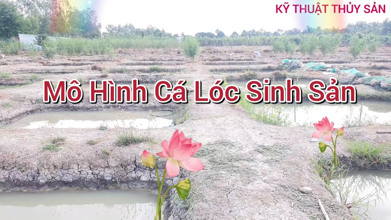 Phương Pháp Cho Cá Lóc  Sinh Sản Tự Nhiên Đạt Hiệu Quả Cao
