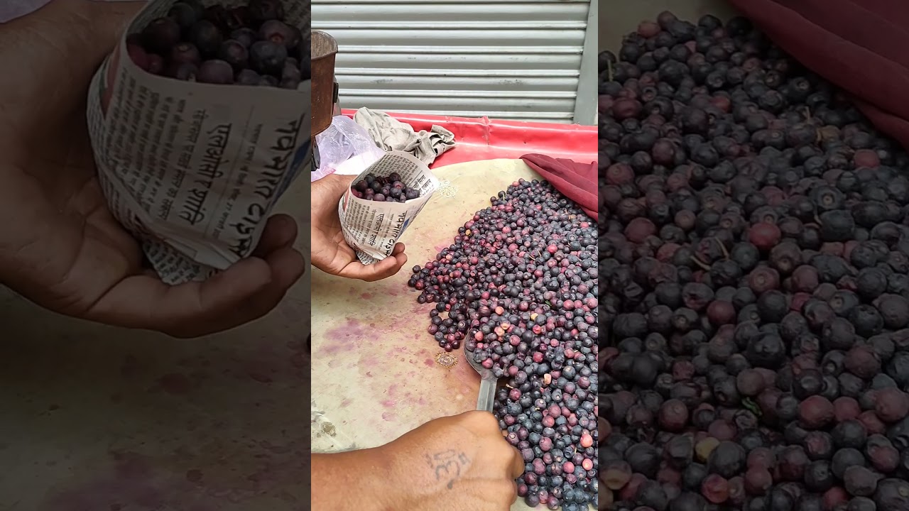 Unveiling the Health Benefits of Grewia Asiatica (Phalsa) – The Superfruit You Need 