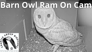 LIVE Barn Owl Israel Ram On Cam| The Charter Group of Wildlife Ecology