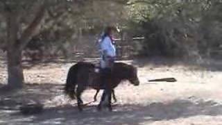 Clicker trained minis