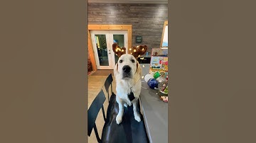 Day 8 of Butters New Advent Calendar! 🧸 #shorts #goldenretiever #dog #golden #christmas