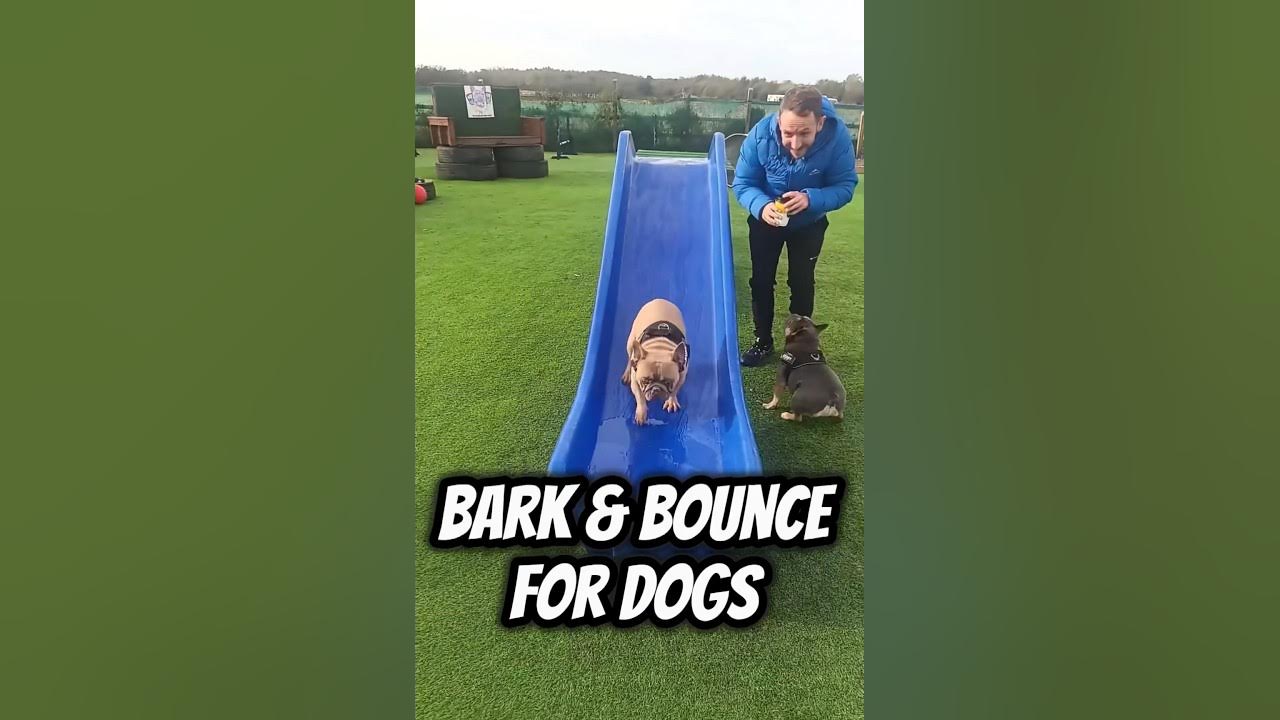 Play Centre For Dogs dogs play slides bounce fun shorts play-centre-for-dogs-dogs-play-slides-bounce-fun-shorts