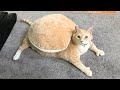 Funniest Cats 😹 - Don't try to hold back Laughter 😂 - Funny Cats Life