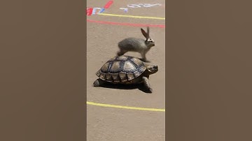 Rabbit Vs Turtle ll The final Race #shorts #rabbitvsturtle #trending #popular #viralvideo