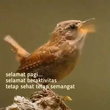 10 DETIK MERDU SUARA BURUNG