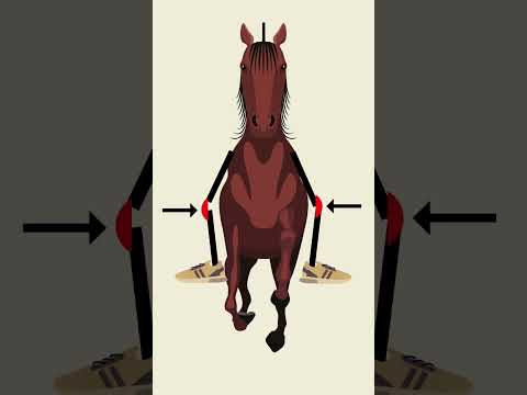Video: Kan du fixa hästar med kohasar?