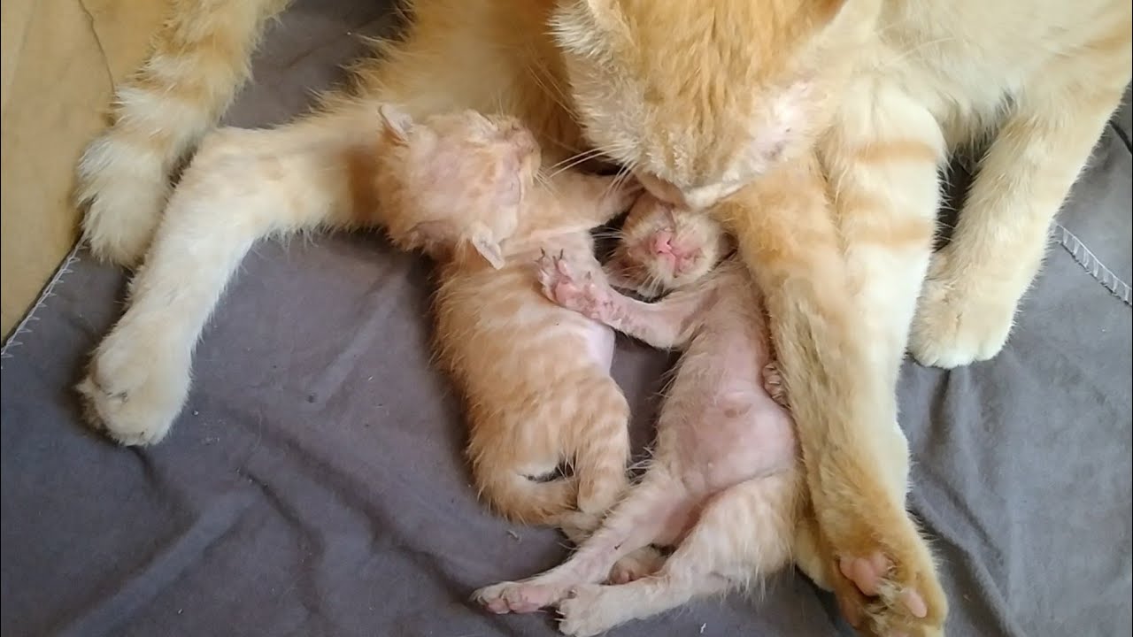 newborn-cute-kittens-taking-mother-feed-and-sleeping-immediately-after