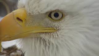 Decorah Eagles 3-1-19, 7:50 am DM2 closeups