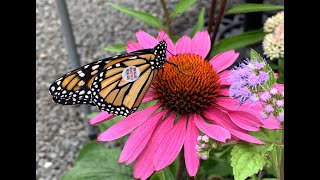 2021 Monarch Tagging Begins