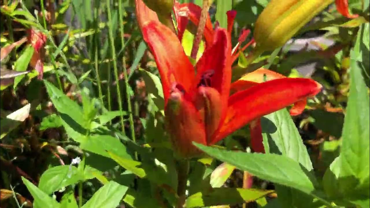 Lilies From my MINI GARDEN OF EDEN 🇺🇸 lilies gardening dahlias 