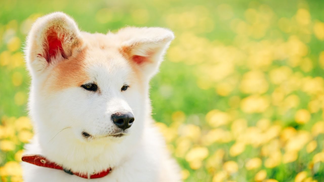 The Legendary Story of Hachiko The Akita Dog Who Waited Faithfully