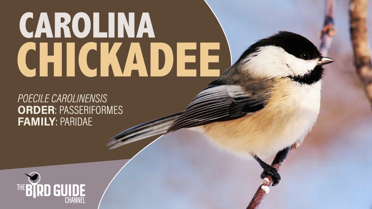 Carolina Chickadee | Forest Bird (The Bird Guide Channel) - YouTube