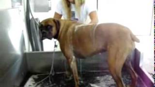 Barks & Bubbles Self Serve Pet Wash @ J&S Oil
