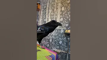 Ворон говорит Ку-ку и смеётся😸