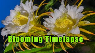 Dragon Fruit Flower Blooming Timelapse by Traveling Erol 141 views 9 months ago 1 minute, 46 seconds