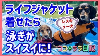 【ダックスフンド】犬用ライフジャケットを着せたら犬かきが上手になった！／【Dachshund】Wearing a dog life jacket improved dog ​​puddle!